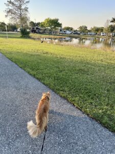 long haired orange cat on a black leash walking on a paved trail by a pond