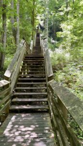 wooden steps in the woods