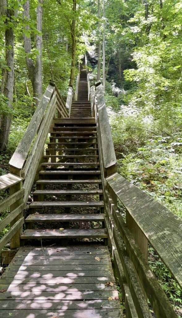 wooden steps in the woods