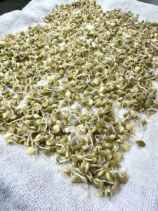 lentil sprouts on a white towel.