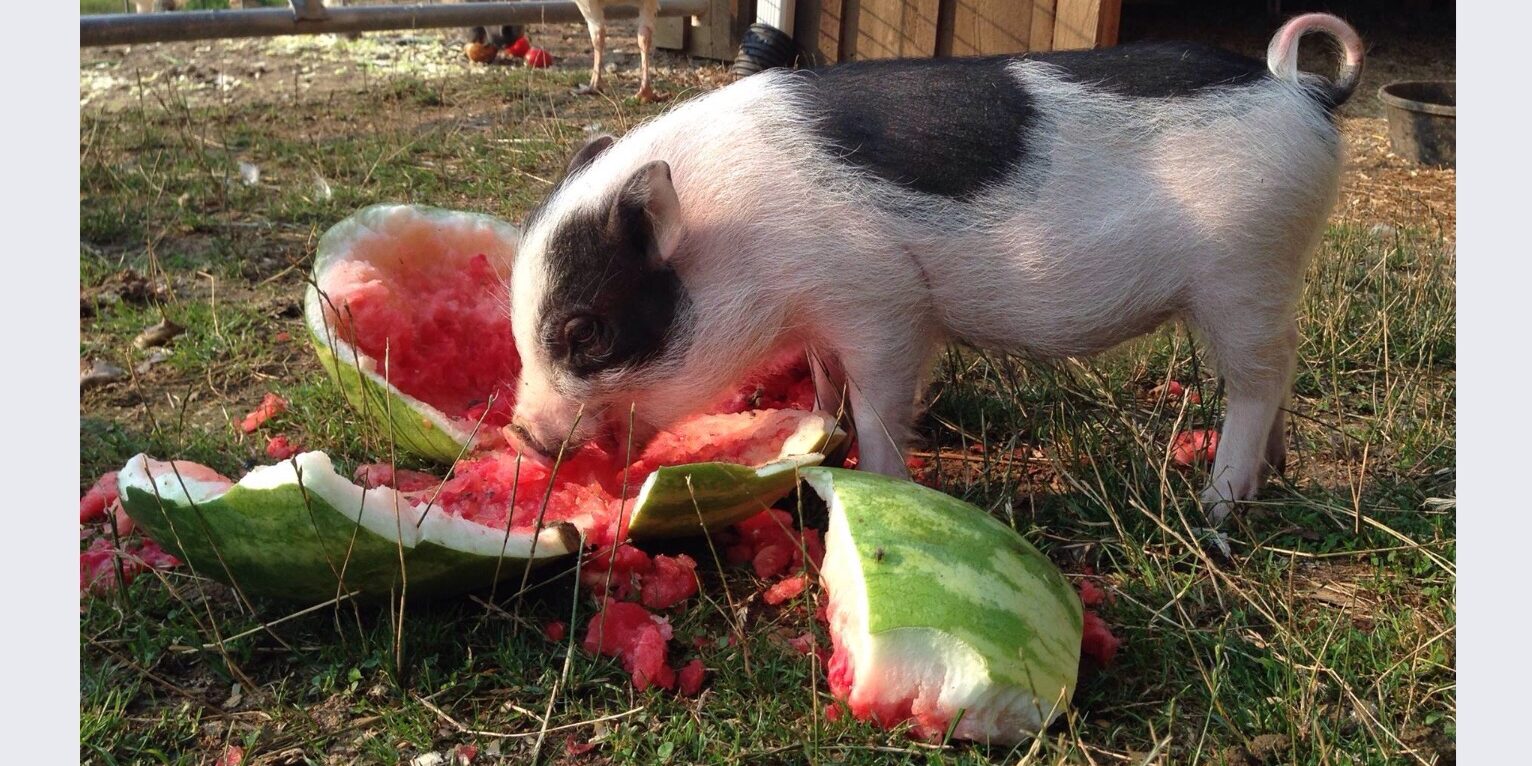 cute pig eating watermelon