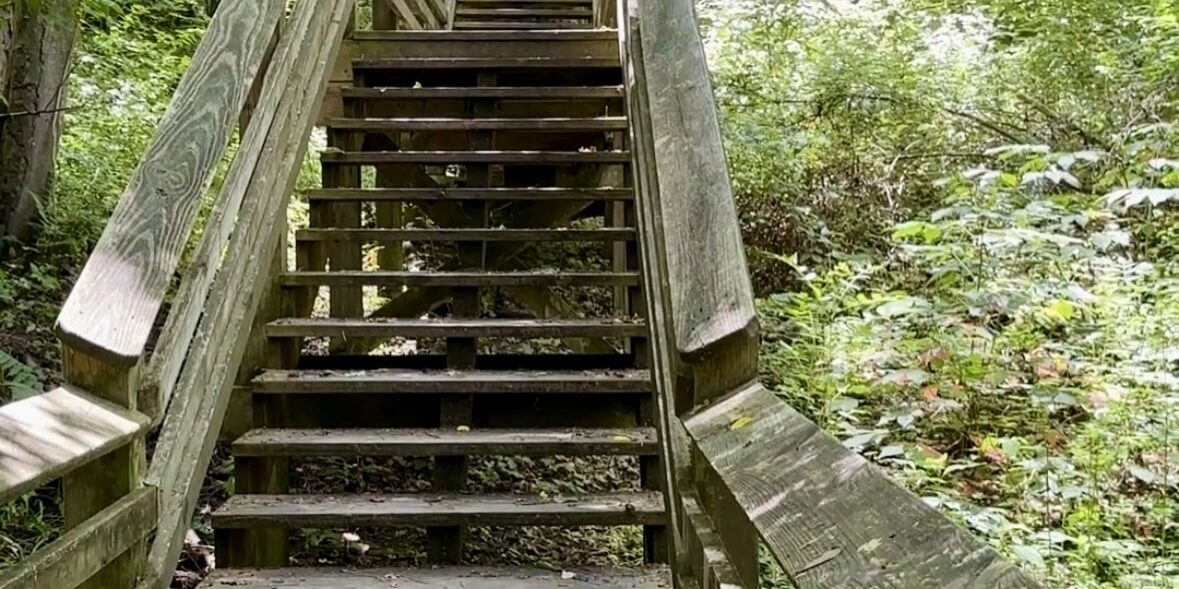 wooden steps in the woods